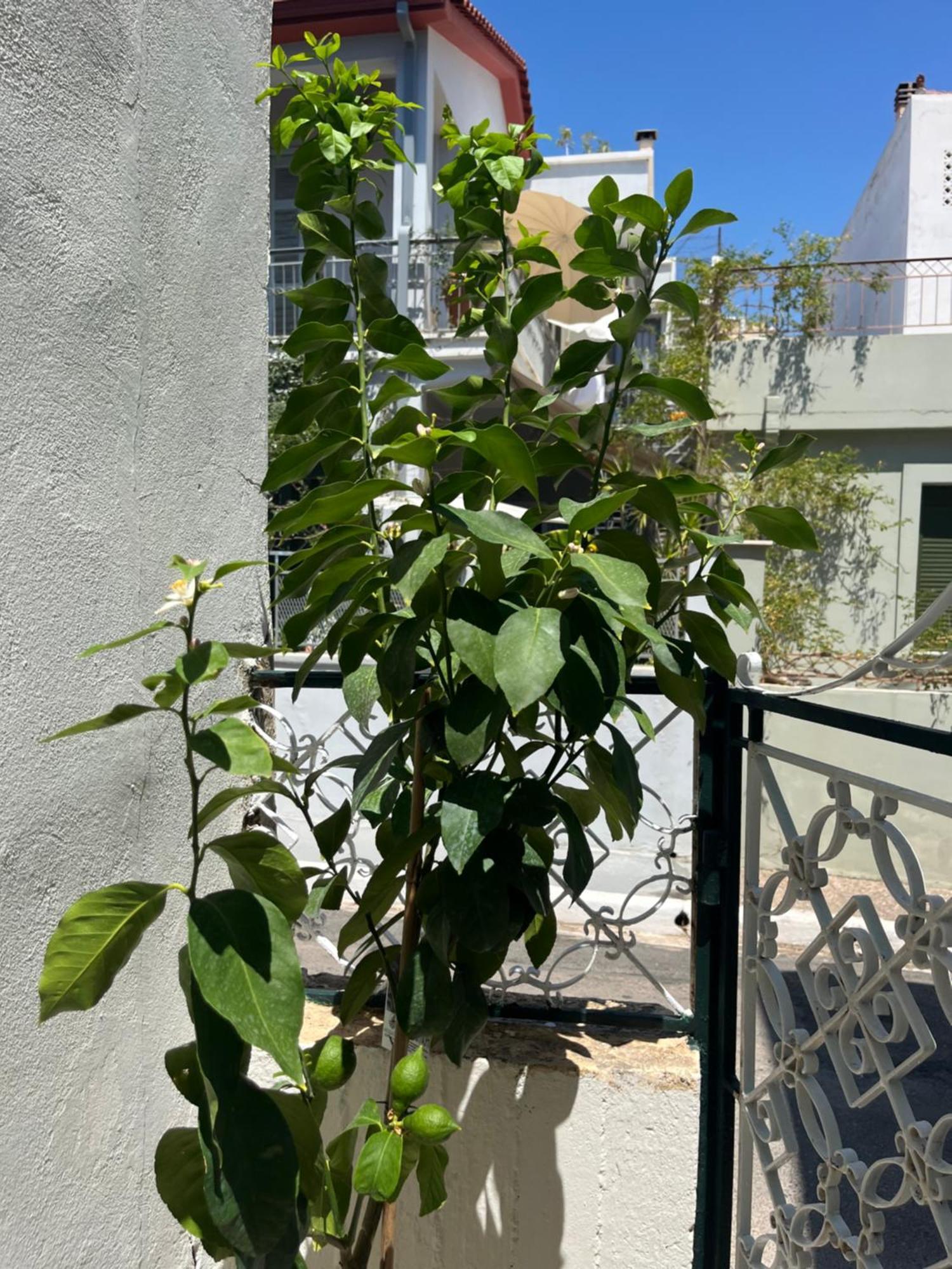 Noa - Designed Garden Studio In The City Center Kalamata Extérieur photo